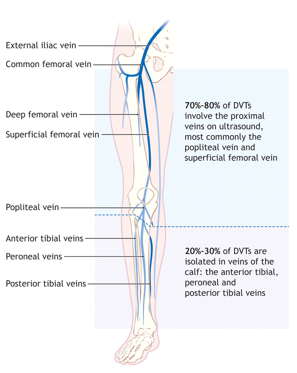 Leg Vein Chart