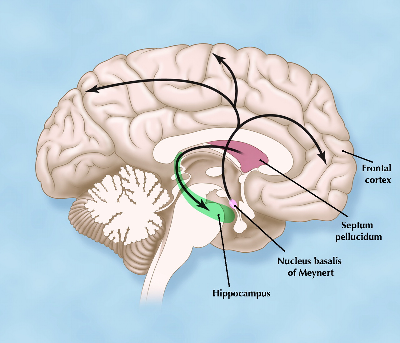 Свод головного мозга. Гиппокамп головного мозга анатомия. Свод мозолистое тело и прозрачная перегородка. Свод мозга анатомия. Прозрачная перегородка мозга.
