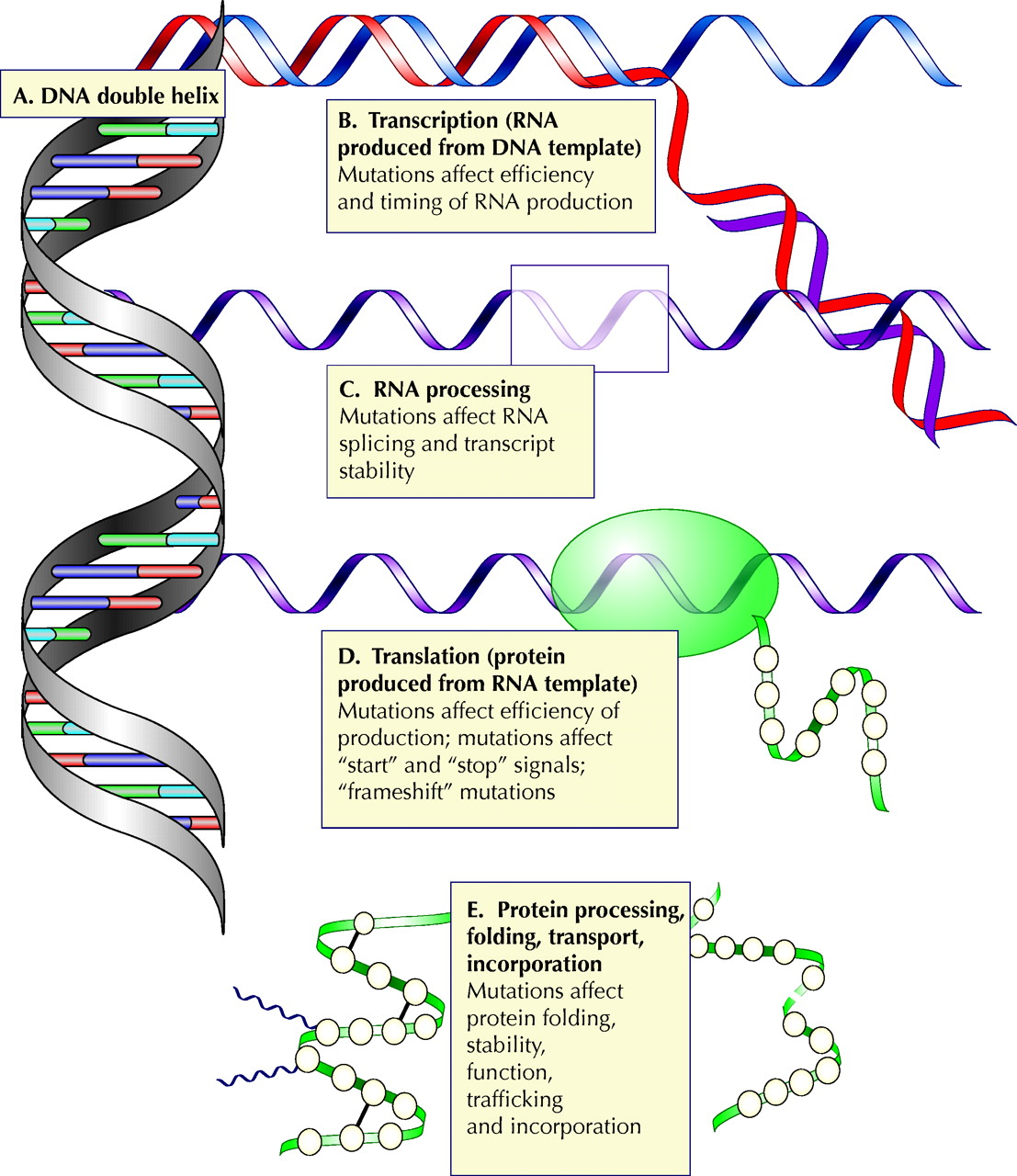 case study on gene mutations