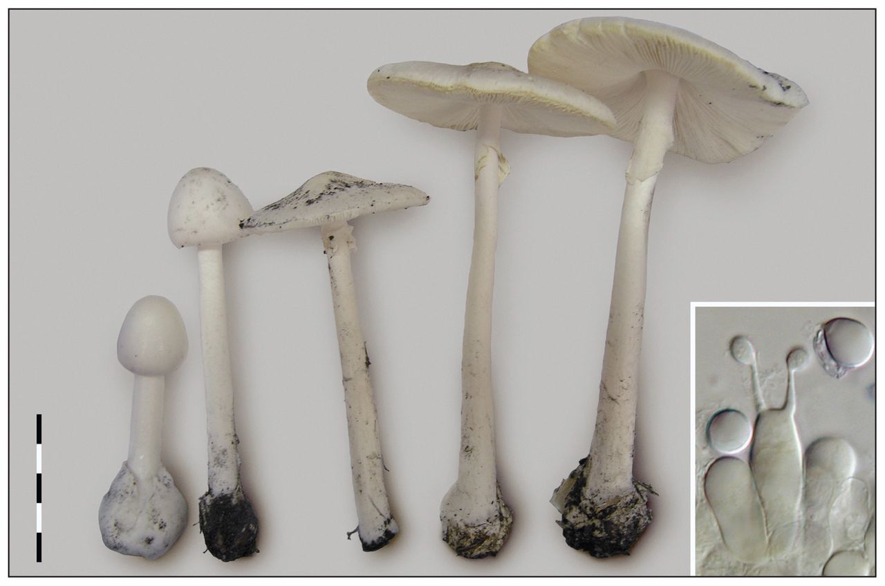 Toxic Mushroom - KS - 5,5cm