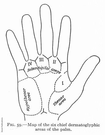 Drawing showing map of the six chief dermatoglyphic areas of the palm..