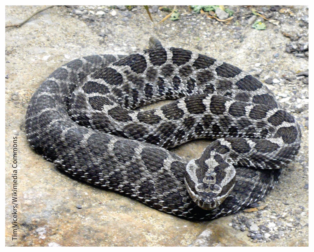 Is the Massasauga Rattlesnake Poisonous?
