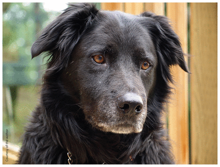 Close-up photo of Casper the dog,  a black, long-haired Labrador Retriever–Border Collie.