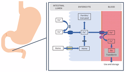 Figure 2: