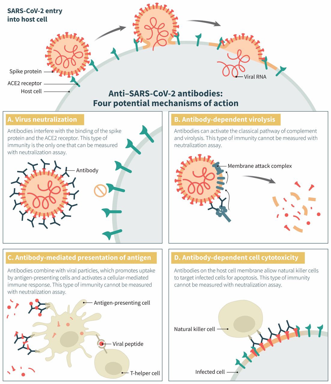 Sars cov вакцина. Коронавирус SARS-cov-2. Строение коронавируса SARS-cov-2. К какому классу резистентности относится коронавирус SARS-cov-2?. Антигена вируса SARS-cov-2.